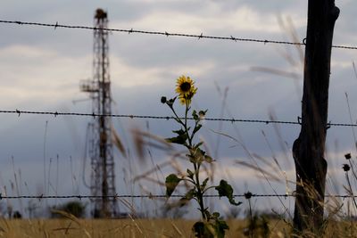 Det er et dramatisk fall i antall rigger som opererer i USA akkurat nå. Analysebyrået Wood Mackenzie tror flere produsenter må stenge ned på grunn av lav oljepris i 2015. Det kan sende prisen opp igjen. Her en rigg i Texas.  