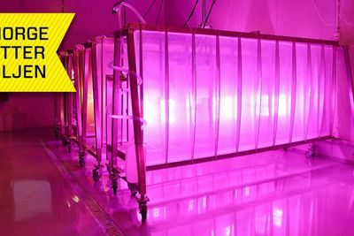    Fotobioreaktorene er der algene produseres, og er utviklet og patentert av MicroA. Det lille lyset kommer fra LED-lamper, som gir algene best mulig lys. 