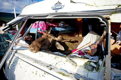 Fra en elgpåkjørsel i 2009 på europavei 136 mellom Bjorli og Åndalsnes der kraften var så stor at elgen havnet i campingvogna til bilen foran. En yngre person ble sendt til sykehus med luftambulanse etter påkjørselen. Foto: Sture Johnsen / SCANPIX .