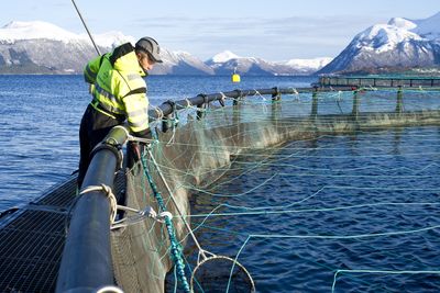 Langsiktig: Regjeringen foreslo å tillate flere fisk i merdene i perioder av året. Marine Harvest mener det vil føre til mer lakselus, sveket immunsystem og større dødelighet. På litt sikt kan det underminere bransjen. ⇥Foto: Marine Harvest