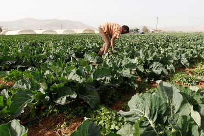 En bonde på en åker i nærheten av Jerash i Jordan tidligere denne måneden. Jordan og flere andre land i Midtøsten har vært rammet av tørke i vinter. FN frykter at matprisene på verdensmarkedene kan øke som følge av tørken. 