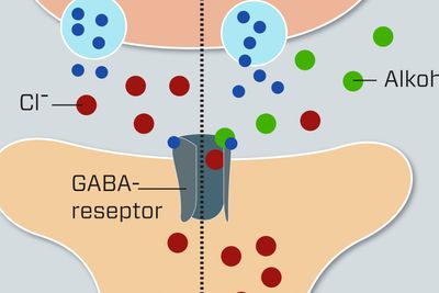     Alkohol fester seg til GABA-reseptoren og holder den åpen slik at den slipper gjennom flere klorioner. Disse endrer elektrisk ladning i nervecellen. GABA-reseptoren er en av mange reseptorer på den postsynaptiske nervecellen