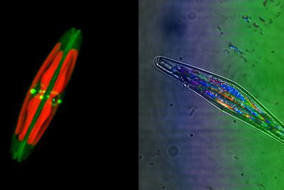 Algen Seminavis robusta, som er omtrent 70µm lang (omtrent tykkelsen på et menneskehår). I rødt ser man algens kloroplaster og i grønt er det brukt et fargestoff for å visualisere algens karakteristiske silikaskall ("glass-skall"). Bildet er tatt ved hjelp av et såkalt laserskanning-konfokalmikroskop. På bildet til høyre er det brukt 3 ulike lasere (med ulike bølgelengder), samt vanlig gjennomlys, for å se på refleksjoner i silikaskallet til algen.  