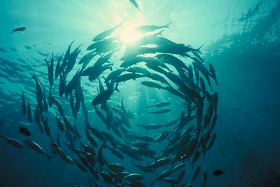 HAVROM: Ressursene fra havet dreier seg ikke bare om fisk. Regjeringen vil ha mer fokus på høsting av flere ressurser.