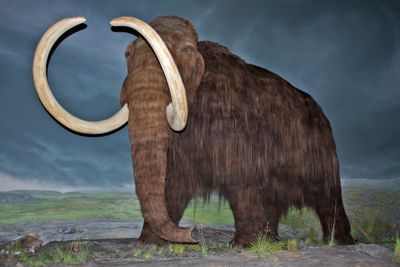 KAN GJENOPPSTÅ: To forskermiljøer prøver å gjenskape mammuten.