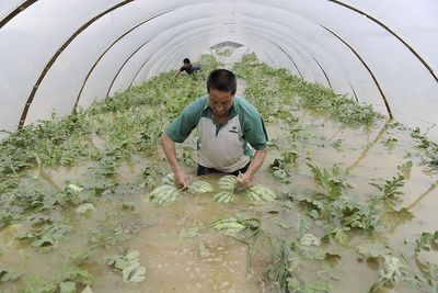 UTSATT: Landbruket i Kina er utsatt dersom det blir mer ekstremvær. Her plukker en bonde vannmeloner i et telt på en oversvømt gård i Zhejiang-provinsen i juni i fjor.