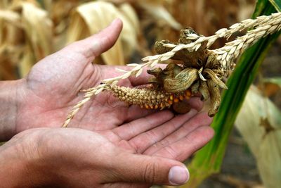 Tørken i USA har gjort avlingene i år dårlige. Det gjør at FN ber USA om å oppheve påbudet om at deler av maisproduksjonen skal gå til biodrivstoff. 