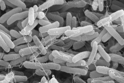 E.Coli er blant bakteriene som kan brukes til masselagring av data.