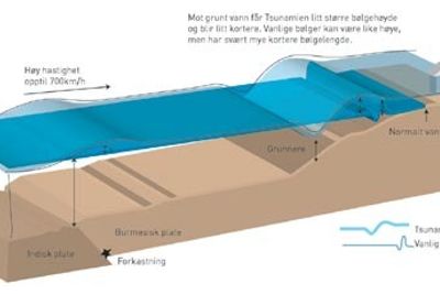 En Tsunami kan oppstå når jordplater plutsleig stiger eller faller. Vannmassene over forkastningen settes i bevegelse. Vanlige bølger oppstår på grunn av vind og går i motsetning til en Tsunami ikke veldig dypt ned i vannlaget. Se større versjon - klikk på Relaterte media: Tsunami-prinsipp ILL. Heidi Bredesen