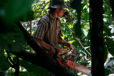 En mann er i ferd med å sage opp trær som er hogget ulovlig på øya Java i Indonesia.