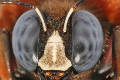 BIESYN: Tyske forskere har gjenskapt biesyn med katadioptrisk optikk og et kuppelformet speil.