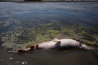 En død hornfisk i et myrområde i den amerikanske delstaten Louisiana. Flere mil med sårbare våtmarker i delstaten skal være ødelagt av oljesøl.