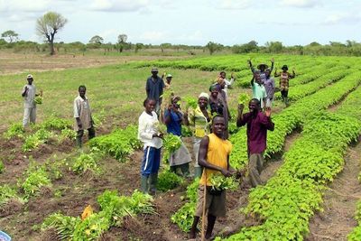 Gründerne bak Biofuel AS ville satse på produksjon av biodrivstoff i Afrika. De saksøkte Statoil etter at selskapet ikke lenger ville være med på å finansiere prosjektet.