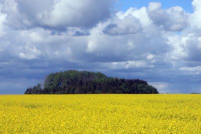 ET MILJØPROBLEM? Blomstrende rapsfelt i Skåne, Sverige. Raps brukes blant annet til å produsere biodiesel.