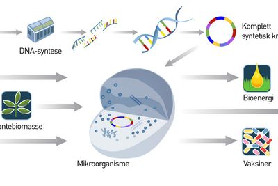 NYTT LIV: Målet på noen års sikt er å bygge et komplett syntetisk kromosom basert på gener som er konstruert og syntetisert på laboratoriet. Klarer vi det kan vi skape alt fra råmaterialer, farmasøytiske produkter og bioenergi fra råstoffer som planter, kull eller CO2.