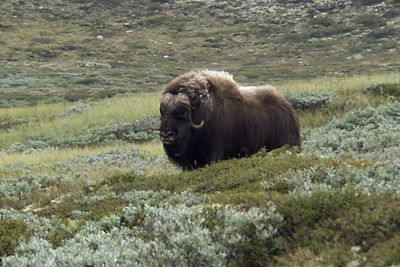 Moskusoksene på  Dovrefjell er importert for mange år siden. Nå kan de kanskje merke at klimaet er blitt varmere siden de kom til Norge fra Grønland i 1932.