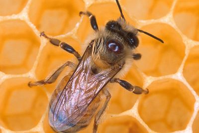 TRENES TIL KRIG: Dette er en representant for USAs nye luftforsvar: En honningglad bie.