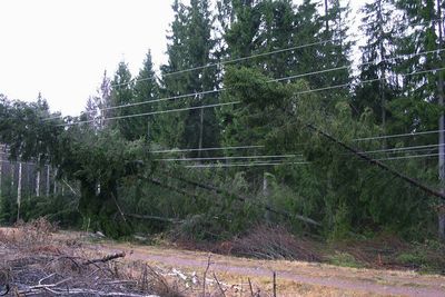 NEDE: Stormens herjinger i Syd-Sverige har lagt store deler av strømforsyningen i ruiner. Kunder som befinner seg utenfor tettsteder må vente opptil tre uker før de får strømmen tilbake.
FOTO: SYDKRAFT