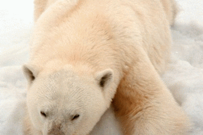 Det oppsiktsvekkende funnet av miljøgiften deka-BDE i isbjørn og polarmåker, viser at også dette stoffet kan transporteres over lange strekninger. Arktis Svalbard Nordpolen