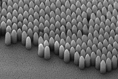 Nanostrukturen avviser vann og minsker gjenskinner fra sollys. 