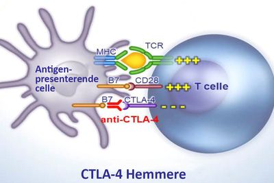 Figuren viser virkningsmekanismen ved hemming av sjekkpunktet CTLA-4. Immunforsvarets T-celler er i stand til å angripe og drepe fremmedlegemer i kroppen vår, for eksempel bakterier, virus og sopp (antigener). 
Når antigenet blir presentert for en T-celle i lymfeknutene aktiveres T-cellen. Immunforsvaret har innebyggede sjekkpunkter som gjør at immunforsvaret kan slås av igjen. Hvis sjekkpunktet CTLA-4 aktiveres blir T-cellene ikke lenger aktivert til angrep. 