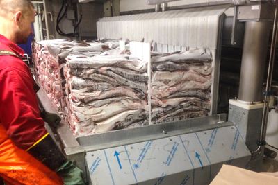 Ferdig innfryst fisk i blokker på fabrikken i Roaldnes.