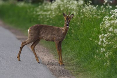 Rådyr lever farlig i nærheten av en bilveg eller toglinje. 4.303 rådyr ble påkjørt og drept i jaktåret 2015/2016.