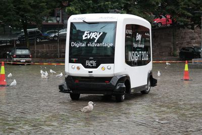 Da denne måken sto i veien, stoppet bussen og fløytet, slik at måken flyttet seg.