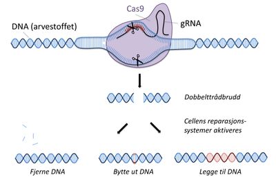 CRISPR: RNA-strengen peker ut akkurat hvor det skal klippes, og så gjør CAS9 saksejobben. Deretter reparerer cellen kuttet selv. Teknikken kan brukes til å fjerne uønskede gener, bytte ut med friske gener eller legge til gener i DNA-strengen.