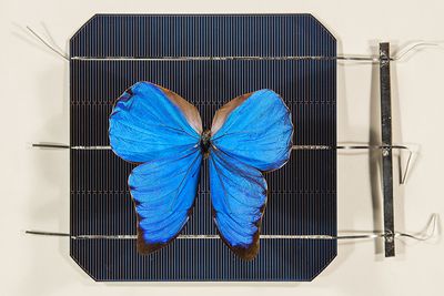 Den peruanske sommerfuglen Morpho Didius har vinger med nanostrukturer som kan gjøre solceller mer effektive.