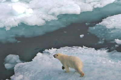 Mange har feiloppfatninger om norske nordområder, ifølge fagforeningen Industri Energi. Selv om noe kalles Arktis, er det ikke nødvendigvis isbjørner og isfjell i området. Her er en isbjørn på et isflak på Svalbard.