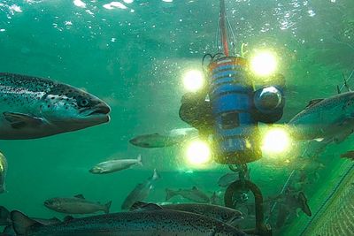 Cyberfish: Med to kameraer og fire LED-lys er det mulig å se det meste av det som skjer i en laksemerd med full skarphet. Riggen drives framover av en vannjet. Snart skal det installeres ytterligere to kameraer på riggen.
