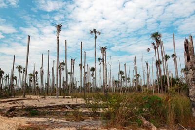 DØD JUNGEL: Illegale gullgruver bidrar til å avskoge deler av Amazonas, som her ved Puerto Luz. Minst 18000 hektar skog er forvandlet til ørken i området. De illegale gullgruvene pekes på som en hovedårsak, ved siden av landbruk.