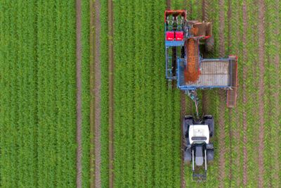 Ny teknologi gjør at avstanden mellom økologisk og konvensjonell grønnsaksdyrking blir mindre. Her fra gulrotinnhøsting på et av Bent Ingar Fuglus jorder i Levanger.