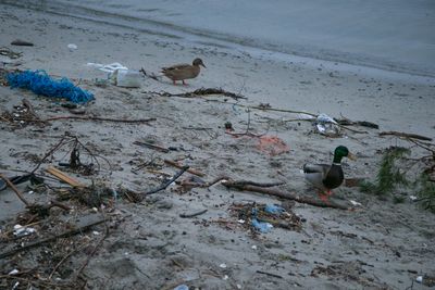 Uidentifiserbar plast topper funnlistene. For øvrig kommer tau, isopor, drikkeflasker og drikkebokser høyt opp på funnlisten langs kysten.