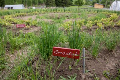 Beboerne i Økolandsbyen i Hurdal dyrker økologiske grønnsaker i hagen.