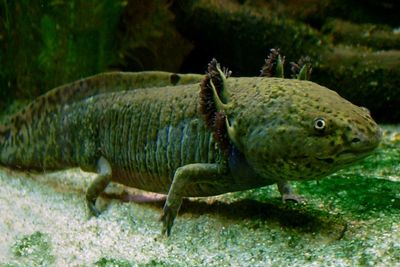 Axolotl: Ingen salamander er bedre enn denne til å regenerere tapt vev som haler, lemmer og organer. Den samme mekanismen har Fortuna Fix utviklet for å regenerere sykt eller skadet nervevev i mennesker.