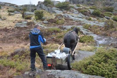 Betongleveranse med hest til fastmerke for Sotrasambandet, i terrenget ved Kolltveit i Fjell.