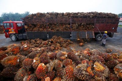 Palmeoljefrukter lesses av lastebil ved en palmeoljefabrikk i Indonesia i 2014.