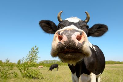 cow on grassland,  put  muzzle close-up on camera, sun summer day