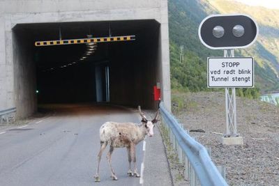Statens vegvesen har fått flere meldinger om sau og rein som trekker inn i tunneler for å kjøle seg ned i sommervarmen. Dette bildet er tatt på fv. 882 utenfor Øksfjordtunnelen i Loppa kommune i Finnmark.