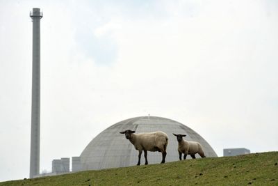 Sheep stand in front of the nuclear power plant Unterweser in Esenshamm, western Germany, on May 30, 2011. Germany's decision to end nuclear power by 2022 gives it 10 years to find alternative sources of energy, but only six months to avoid a winter blackout, say critics of the government move. Chancellor Angela Merkel, in a major policy U-turn, said that all 17 of the country's nuclear reactors would be closed at the latest in 2022, a measure taken for safety reasons in the wake of the disaster at Japan' Fukushima plant. The Unterweser plant was withdrawn from the network due to security reasons after the Fukushima accident.     AFP PHOTO    CARMEN JASPERSEN    GERMANY OUT