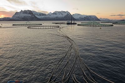 Flakstadvåg laks sitt anlegg på Senja. Bildet viser seks fôrlinjer som snor seg ut Selfjorden og mater laksen.