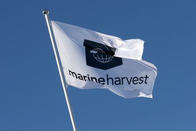 Marine Harvest skifter navn til Mowi.