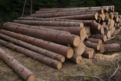 Det er mulig å produsere biodiesel fra tømmerstokker og skogen.