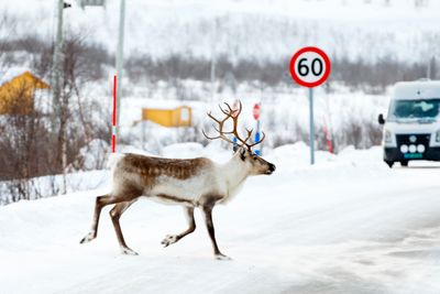 Et reinsdyr krysser riksvei 93 mellom Alta og Karasjok. Årlig dør mange reinsdyr i trafikken, men et forskningsprosjekt ved Umeå universitet i Sverige arbeider med et varslingssystem for å få antallet ned.