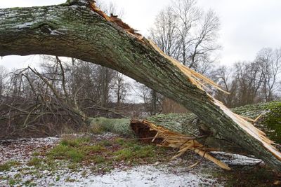 Nyttårsstormen Alfrida har rast over Norden, og rammet østersjøområdet særlig hardt. Bildet er fra Varby gård i Huddinge.