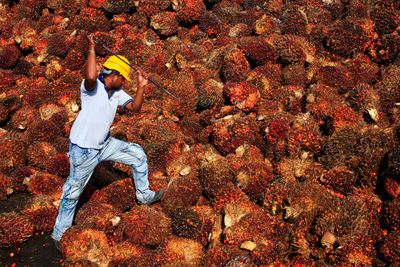EU kommer med nye regler for å redusere bruken av palmeolje i drivstoff. Her fra en palmeoilje-fabrikk i Malaysia. 