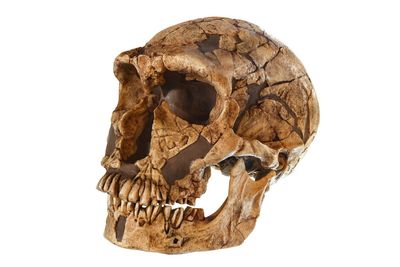En hodeskalle tilhørende menneskearten Homo neanderthalensis, 50.000 år gammel. Oppdaget i 1909 i La Ferrassie, Frankrike.
