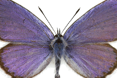 Lakrismjeltblåvinge, en av flere sommerfugler som er kritisk truet i Norge.